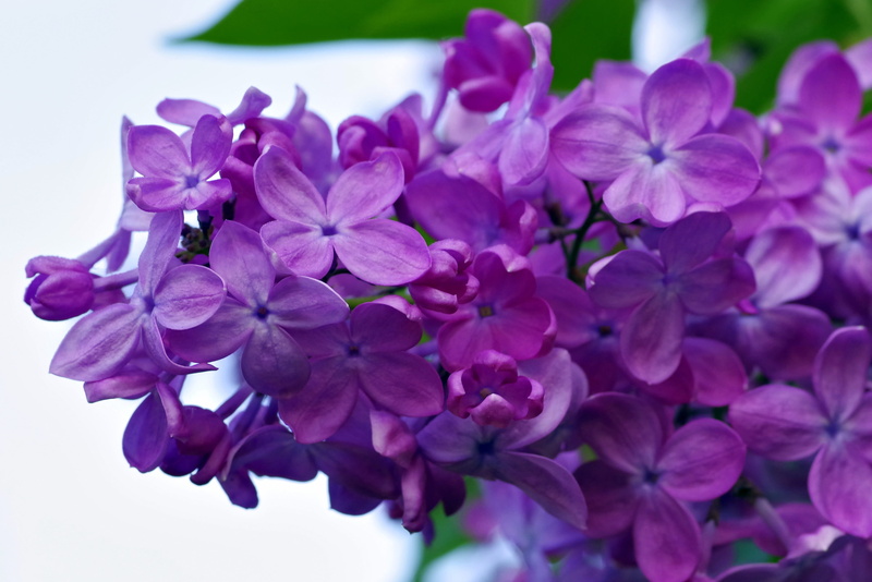 bloom, Violet, beauty in nature, growth, petal, fragility, pollen, single, no people, Flower, flower head, inflorescence, Garden, plant, day, bunch of flowers