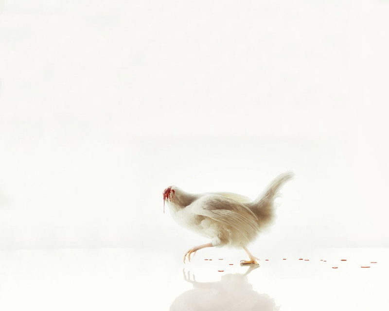 chicken, blood, White, without a head, 720P