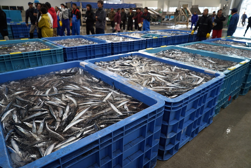 stack, 4K, fishing, abundance, fish market, fishing industry, business, market, Fishing Boat, production line, retail, large group of objects, seafood