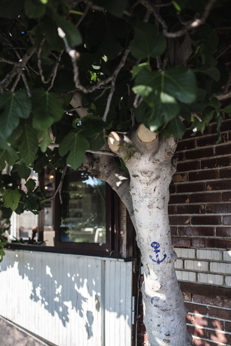 day, sign, Bulgaria, focus on foreground, no people, trunk, architecture, built structure, plant, plant part, tree, building exterior, branch, tree trunk
