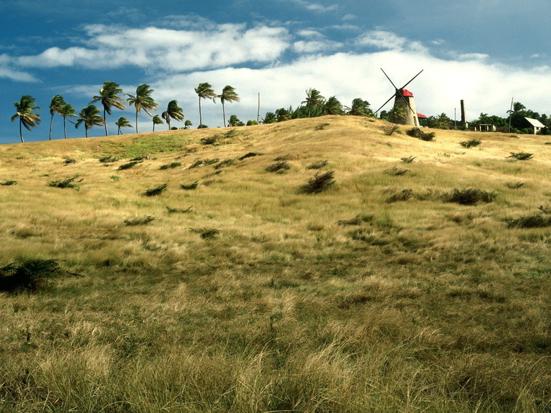 windmill, Barbados, landscape, 720P, palm trees, windy