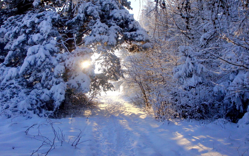 seasons, nature and landscapes, nature, 1080P, covered, light, snow, tree, trees, winter, rays