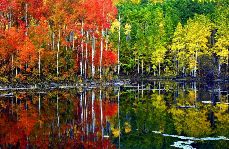 tranquil scene, gold, plant, colors, day, autumn, daytime, aspen, usa, lake, nature, leaves, usfs, landscape, colorful, non-urban scene, reflection, yellow