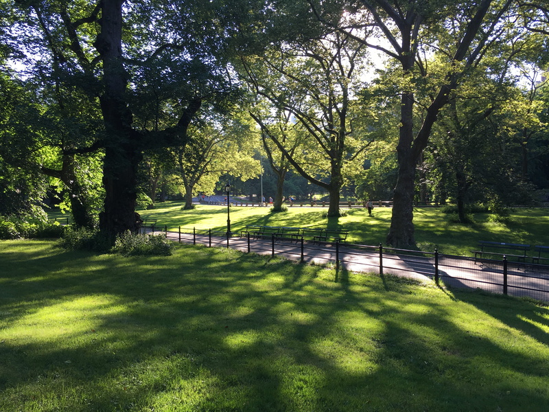beauty in nature, morningwalk, outdoors, green color, nature, tree, day, greenery, centralpark, land, nyc, united states, trunk, tranquil scene, grass