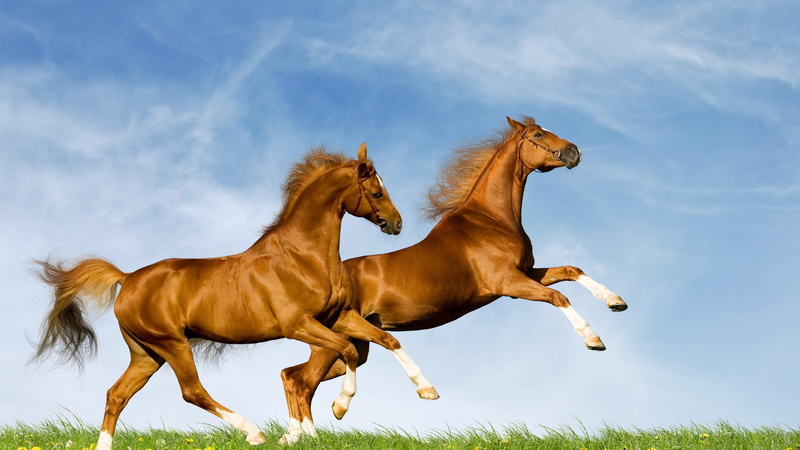 horse, jump, horses, summer, sky, beauties, sunny, couple, nature, 4K, blue sky