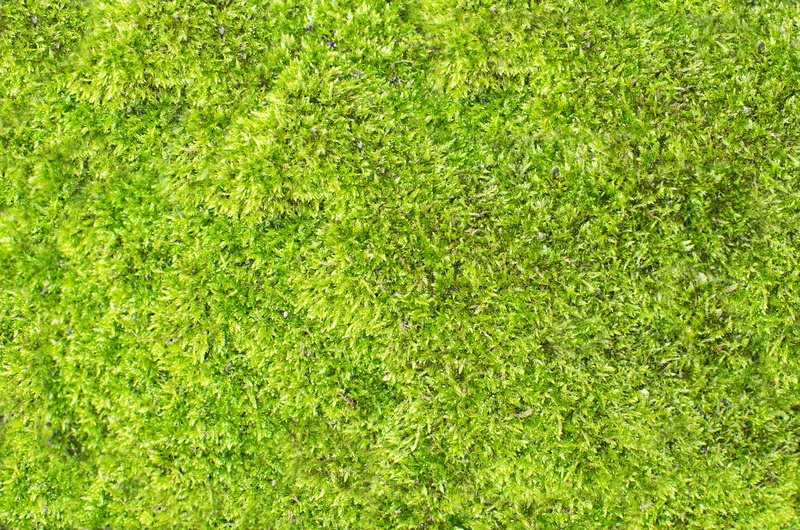 pozadí, abstraktní, nature, growth, sport, ​​fotbal, lawn, directly above, životě, textura, plant, no people, field, foliage, přírodě, vzor, day, full frame