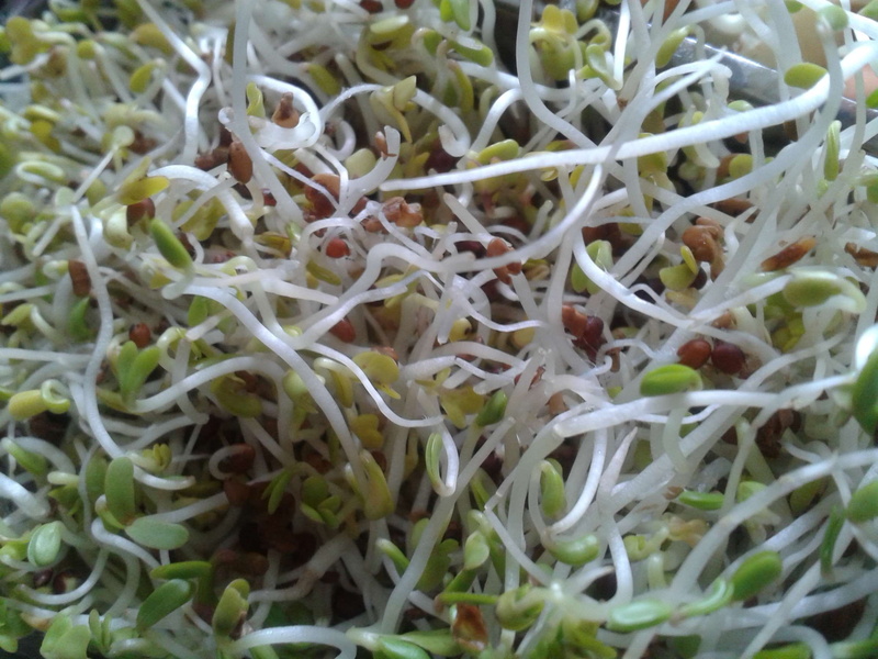 alfalfa, wellbeing, indoors, raw food, day, no people, salad, full frame, chopped, sprouted, close-up, vegan, food and drink, vegetable, healthy eating