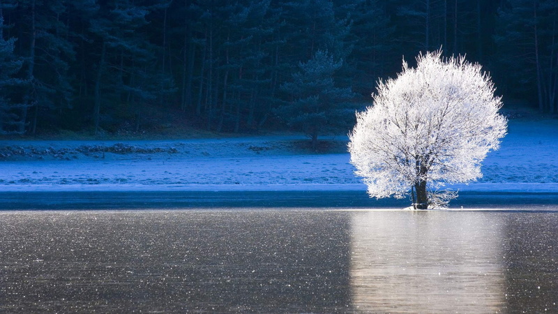 Ice, White, Frost, France, Alpes, Maritimes, Lake, Tree, 1080P, Forest, leaf, Winter