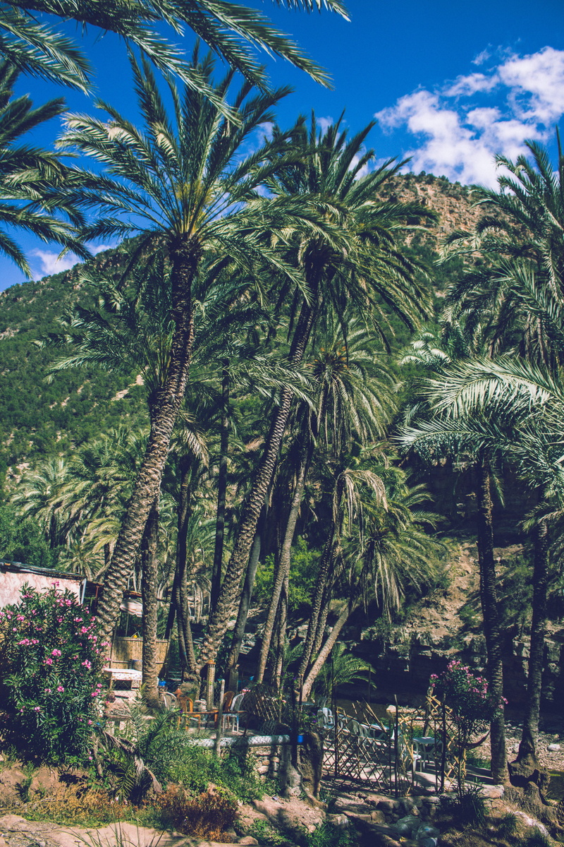 growth, valley, traveling, scenics - nature, no people, 5K, morocco, plant, tree, paradisevalley, travel, tree trunk, paradise valley, sunlight, nature
