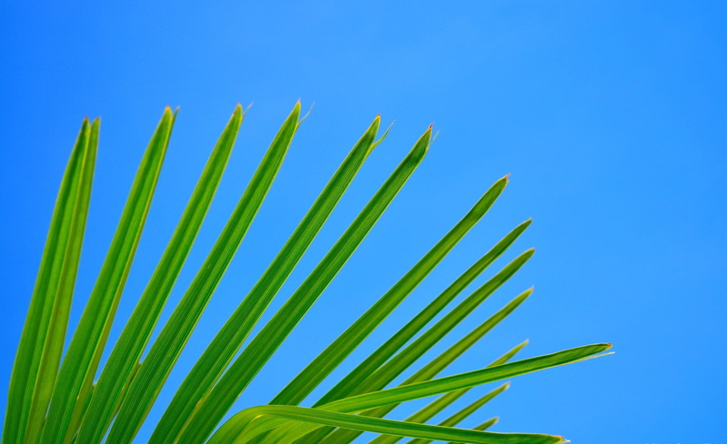 blue background, verao, plant, planta, blue, sunlight, green, frond, arvore, Sun and Sky, clear sky, green color, outdoors, growth, palm leaf, palm, close-up
