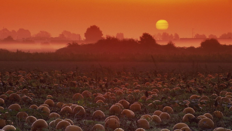 pumpkins, field, farm, 1080P, patch, sunrise, pumpkin, nature and landscapes