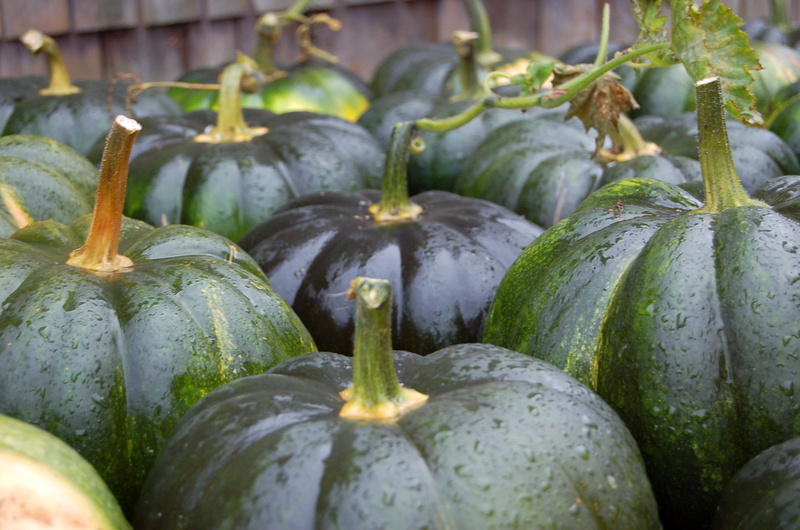 New Hampshire, farm, agriculture, lot, pumpkin, fruit, organic, squash, autumn, New England, 1080P, food, Pumpkins, nature, green, freshness, ripe, NH