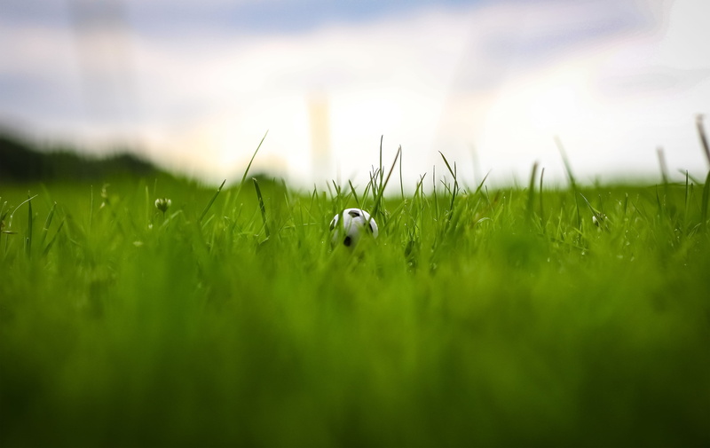 domestic, ball, hamburg, field, pets, growth, little, grassland, germany, grass, green, lawn, 4K, animal themes, beauty in nature, nature, green color