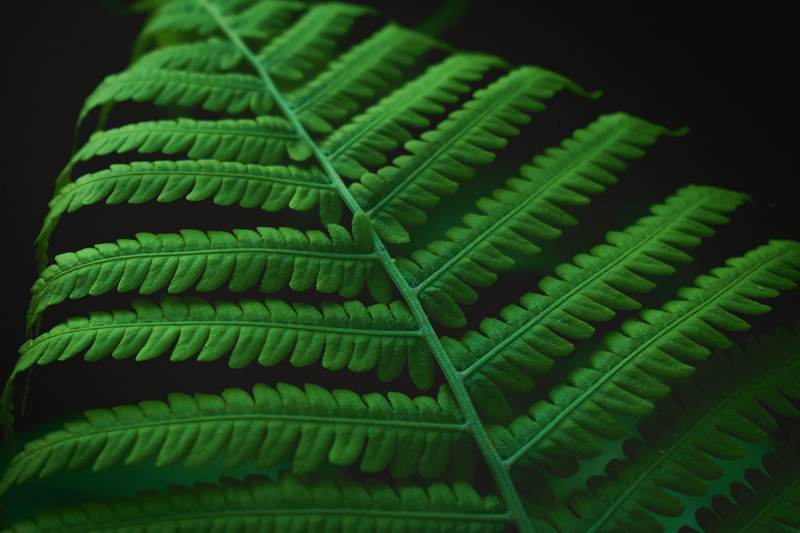 cushion, tree, full frame, dark, no people, growth, high angle view, nature, fern, macro, closeup, 5K, green color, studio shot, pattern, close-up, focus on foreground