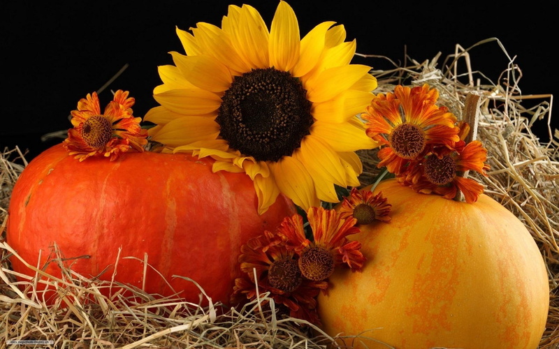 pumpkin, 3d and abstrac, thanksgiving, harvest, 1080P, halloween, flowers, autumn, sunflower, photography