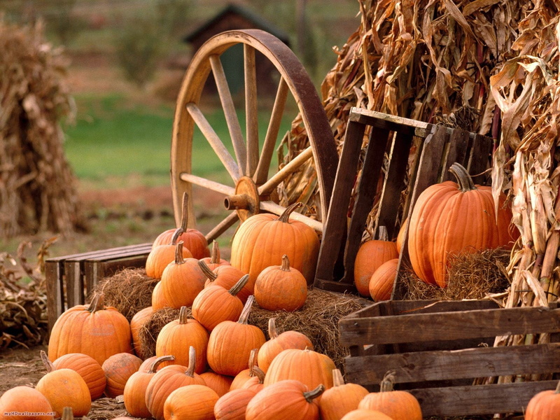 freshness, wheel, wood - Material, food, brown, lot, straw, pumpkins, pumpkin Patch, outdoors, gourd, vegetable, large group of objects, halloween, season