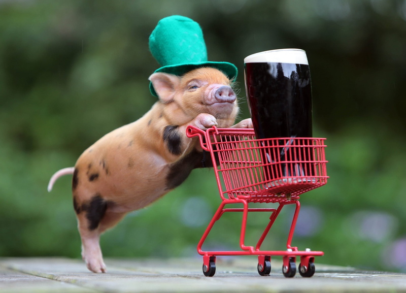 consumerism, food and drink, shopping, focus on foreground, domestic, abstracto, Cerdito, 2K, Carro, animal themes, container, nature, outdoors, mammal