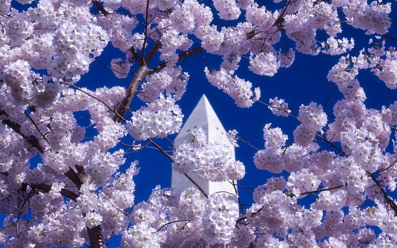 washington, pink, flowers, monument, hd, 2K, dc, nature