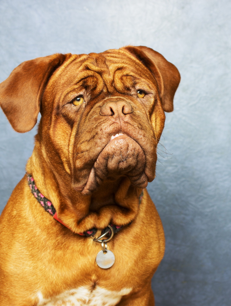 home, studio, french, domestic, animal head, looking away, coated, young, adorable, small, no people, lovely, white, puppy, collar, pets, thoroughbred