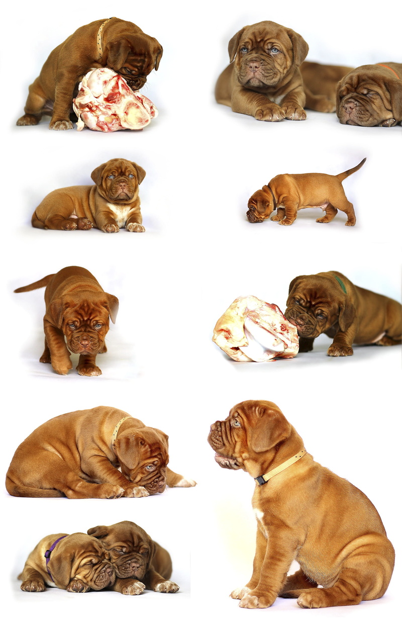 seating, cat, background, big, animal themes, are you looking for, mammal, cut out, indoors, 2K, mastiffs, wrinkled, relaxation, nice, lovely, cute, one animal