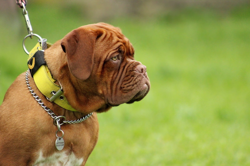 domestic animals, young, puppy, one animal, looking away, focus, studio, thoroughbred, leash, animal themes, no people, mastiffs, cute, collar, small, mastiff