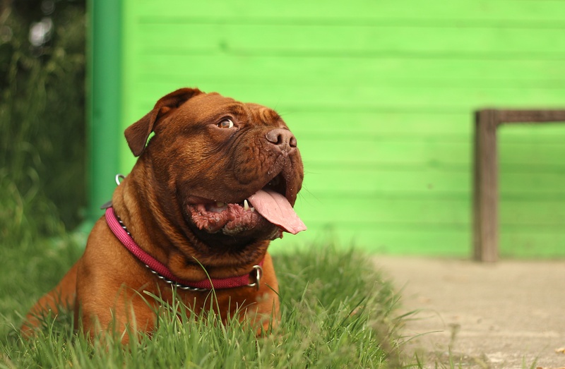 bordeaux, meringue, vertebrate, family tree, nature, mammal, canine, animal, home, bulldog, big, zertovne, wrinkled, thoroughbred, happy, cute, focus on foreground