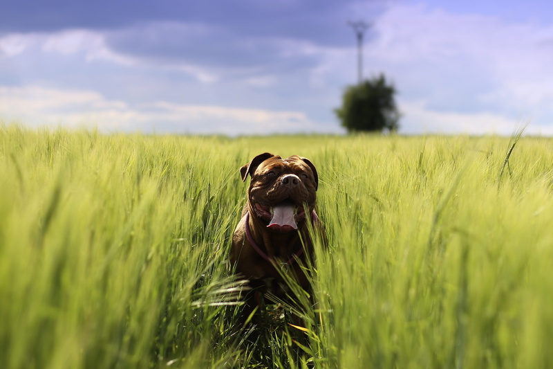 home, plant, cute, child, land, wrinkled, big, brown, mouth open, grass, vertebrate, thoroughbred, one animal, panting, de, background, canine, growth