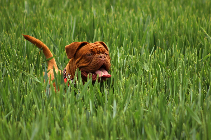 cute, green, lovely, animal tongue, french, face, newborn, pets, rare, nice, day, seating, rice, english, adorable, family tree, plant, dog, puppy, mastiff