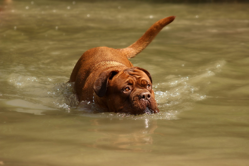 lake, 5K, puppy, selective focus, bordeaux, Water, de, portrait, family tree, thoroughbred, cute, face, mastiff, animal themes, mastiffs, seating, nice