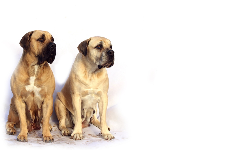 puppy, together, french, pet, no people, pug, animal, child, lap dog, animal themes, 4K, copy space, young animal, pets, are you looking for, big, mammal