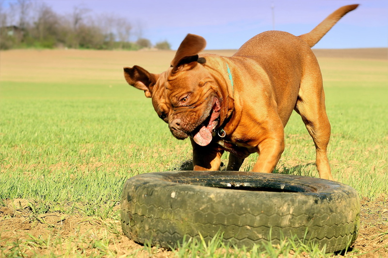 domestic, brown, nature, happy, home, white, family tree, thoroughbred, mammal, young, small, grass, vehicle, puppy, field, focus on foreground, adult