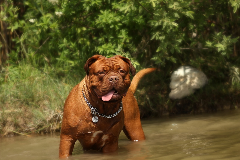 5K, vertebrate, wrinkled, cute, portrait, adorable, thoroughbred, domestic animals, home, small, brown, mastiff, mammal, french, funny, canine, river