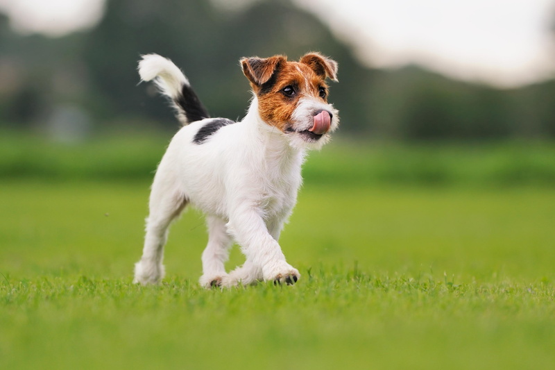 relax, calm, excited, puppy, 2K