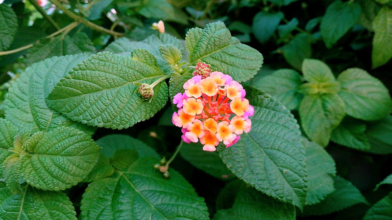 flowering plant, close-up, wild, outdoors, green color, adventure, nature, multicolor, inflorescence, plant part, growth, lantana, plant, flower, freshness