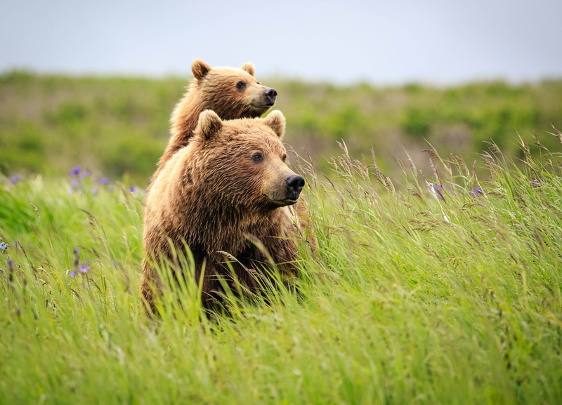 animals hunting, young animal, animal wildlife, hunting, survival, bear, no people, nature, grass, 4K, bear 4k desktop  cool, flower, mammal, plant, animals in the wild