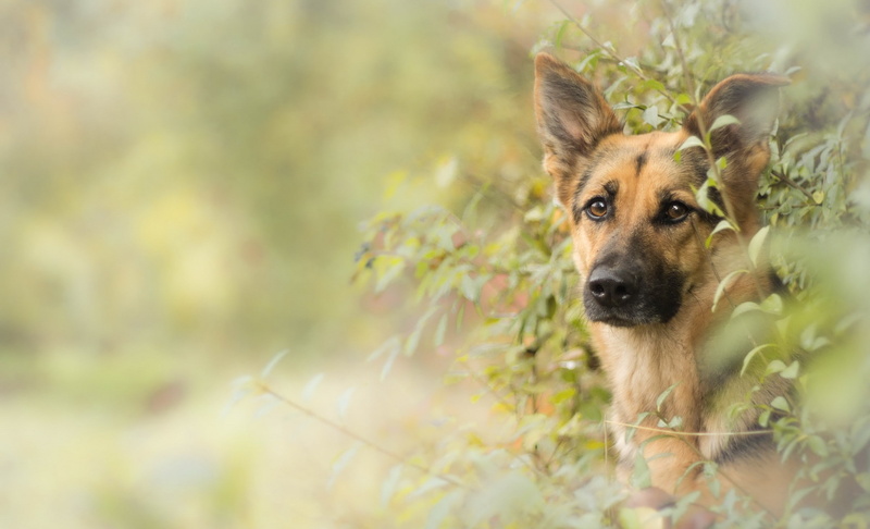 dog, 2K, German Shepherd