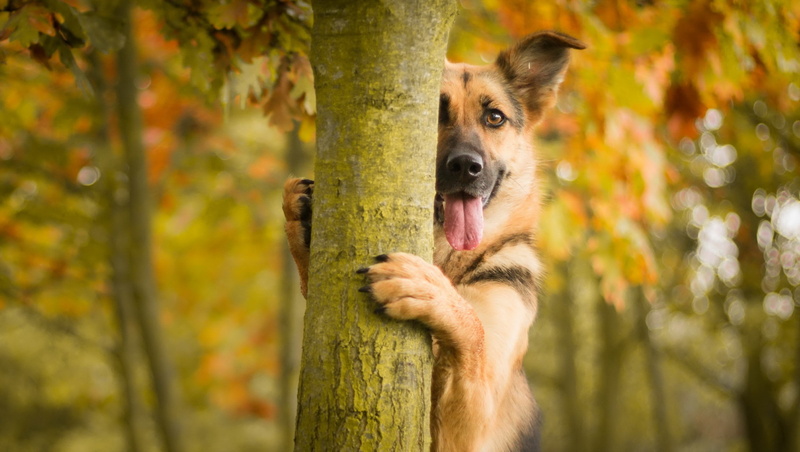 trees, tongues, dog, depth of field, animals, 2K, German Shepherd, bokeh