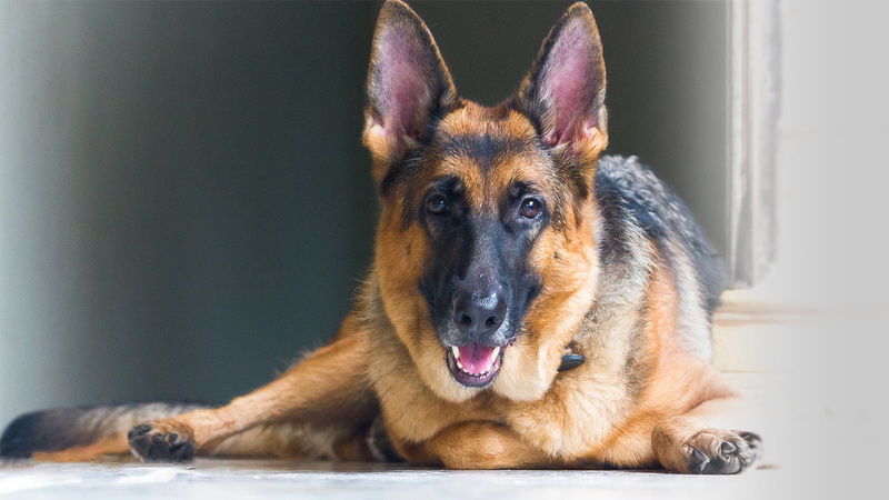 indoors, animal mouth, facial expression, dog, pets, looking at camera, canine, animal themes, animal, portrait, one animal, animal body part, focus on foreground