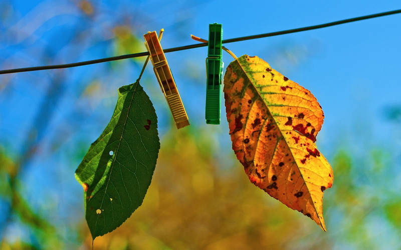 focus on foreground, sky, branch, clothespins, blue, tree, tranquility, season, insect, plant part, summer, green Color, dry, macro, environment, green