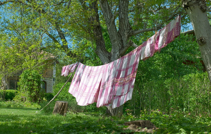 clean, day, tree trunk, nature, hanging, no people, hanged, clothing, washing, growth, Laundry, grass, Spring, green, white, front or back yard, linen