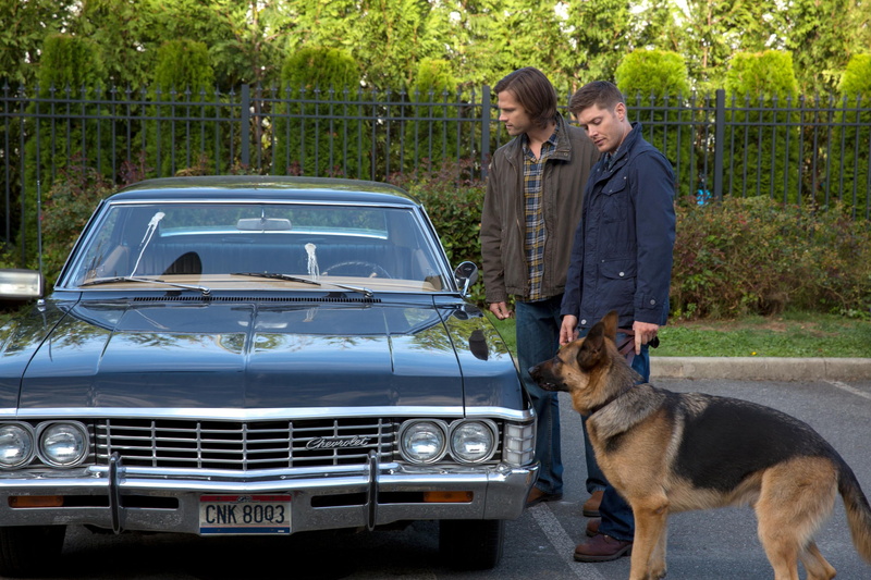 Sam, shepherd, Supernatural, 2K, Jared Padalecki, Jensen Ackles, Dean, the series