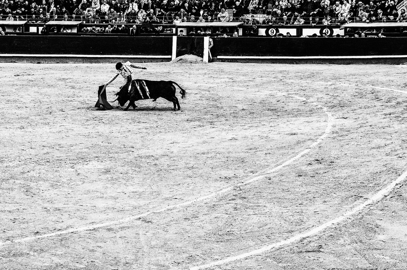 one animal, vertebrate, horse, spain, day, pets, bull, corrida, domestic animals, men, sand, animal wildlife, crowd, madrid, death, livestock, mammal, shame