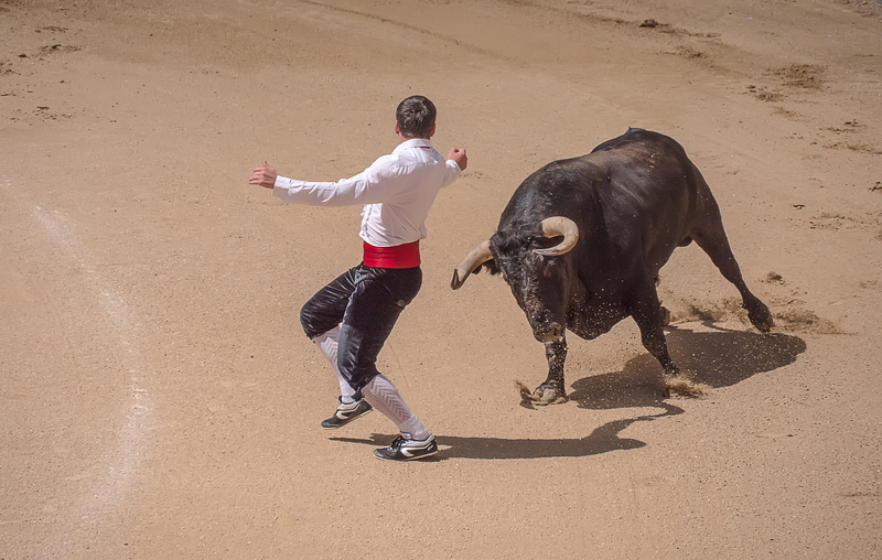 value, land, domestic animals, cattle, rear view, leisure activity, bull - animal, sand, bull riding, people, outdoors, banderillero, adult, one animal