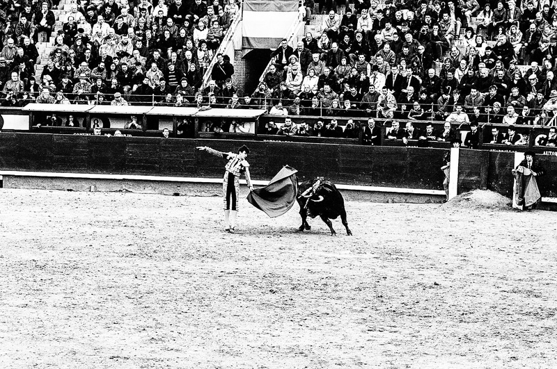 herbivorous, outdoors, black and white, working animal, real people, crowd, group of people, large group of people, vertebrate, madrid, death, livestock