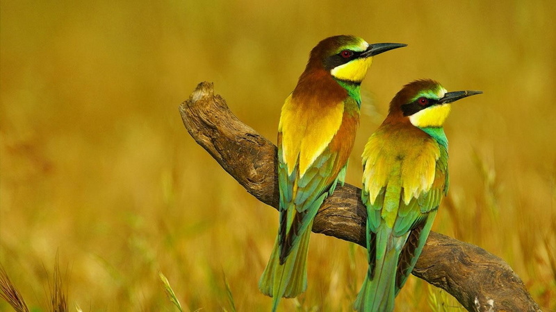 no people, yellow, birds, outdoors, plant, perching, animal body part, animals in the wild, two animals, bird, bee-eaters, animal wildlife, group of animals