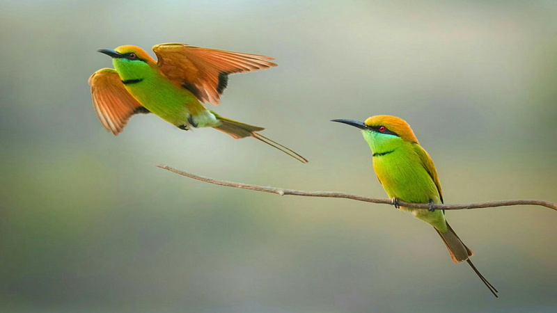 wing, animal themes, bird, animal wildlife, two animals, animals in the wild, birds, day, 1080P, spread wings, green bee-eater, animal, blurred, outdoors