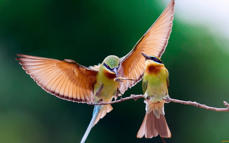 nature, butterfly - insect, no people, animal wing, full length, flapping, day, animals, wildlife, bee-eaters, birds, focus on foreground, vertebrate, animals in the wild