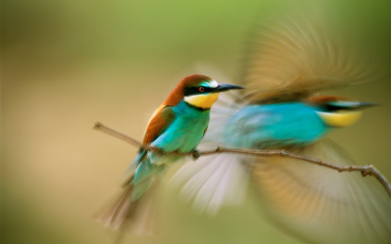 birds, bee-eaters, animals, 2K, motion blur