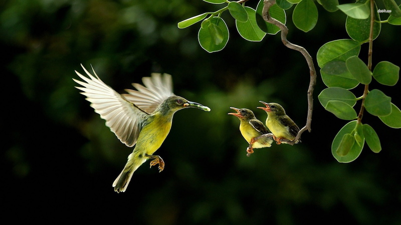 hummingbird, bird, finch, black, branchlet, bee eater, 1080P, goldfinch, animals