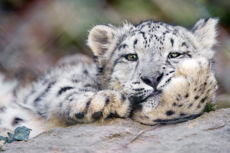 Cute, Resting, 4K, Cats, Snow Leopard, Funny